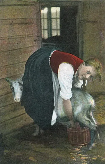 Framed Print : Girl Milking Goat / Norway Framed Print : Girl Milking Goat / Norway