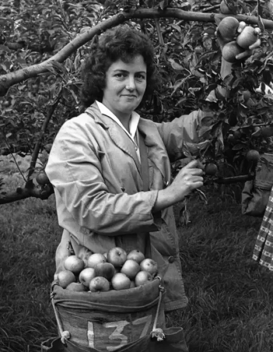 Framed Print : Girl Picking Apples Framed Print : Girl Picking Apples
