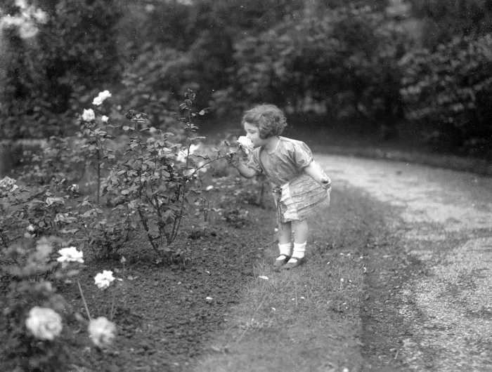 Framed Print : Girl Sniffing a Rose Framed Print : Girl Sniffing a Rose