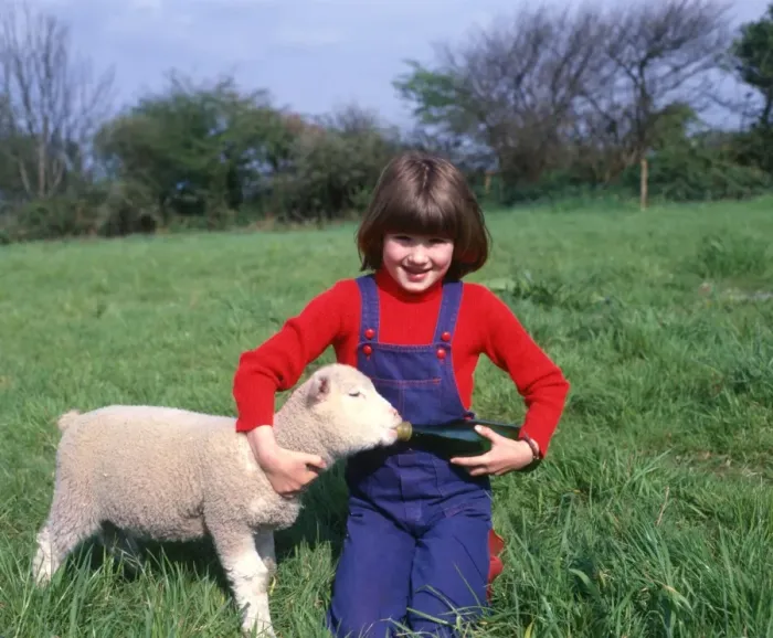 Framed Print : Girl with a spring lamb, West Country Framed Print : Girl with a spring lamb, West Country