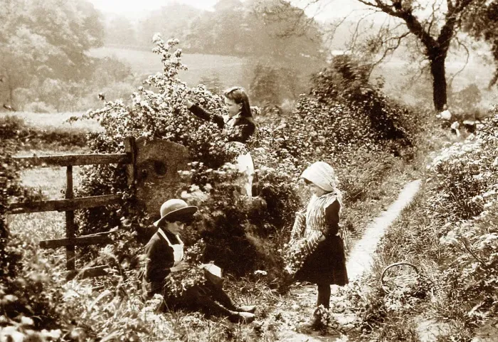 Framed Print : Girls blackberrying in a rural lane Framed Print : Girls blackberrying in a rural lane