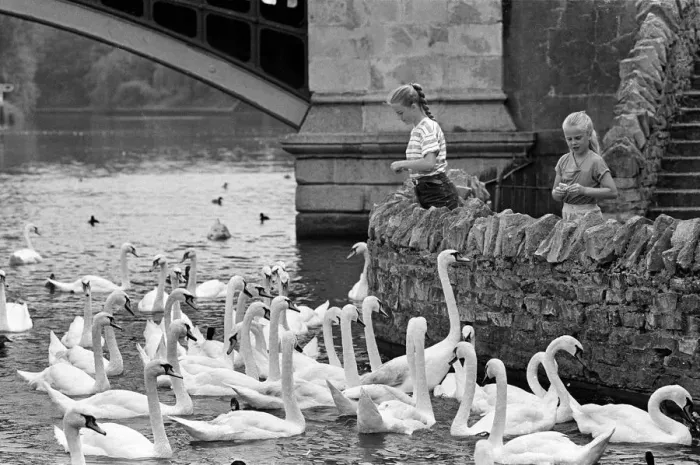 Framed Print : Girls with swans, River Thames, Windsor Framed Print : Girls with swans, River Thames, Windsor