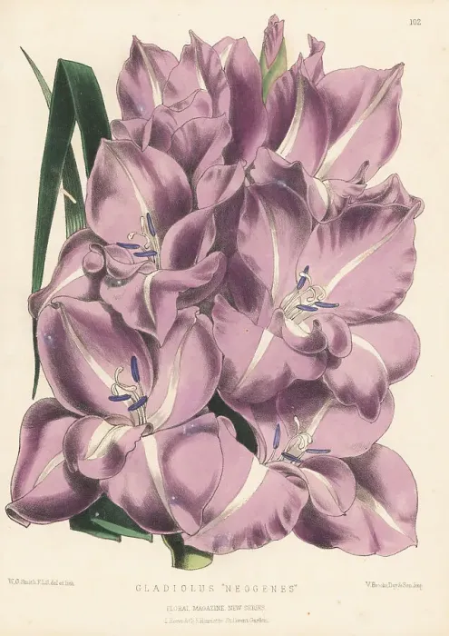 Framed Print : Gladiolus cultivar, Neogenes Framed Print : Gladiolus cultivar, Neogenes