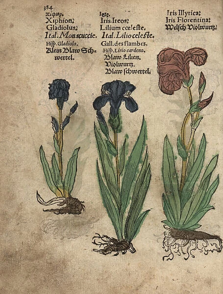 Gladiolus, German iris and Florentine iris