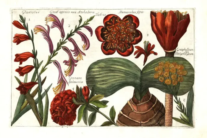 Framed Print : Gladiolus, Gladiolus dalenii, cudweed, pomegranate Framed Print : Gladiolus, Gladiolus dalenii, cudweed, pomegranate