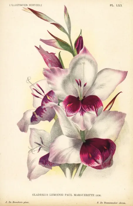 Framed Print : Gladiolus lemoinei hybrid, Paul Margueritte Framed Print : Gladiolus lemoinei hybrid, Paul Margueritte