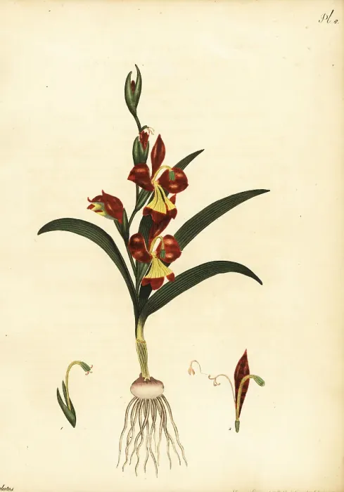 Framed Print : Gladiolus orchidiflorus Framed Print : Gladiolus orchidiflorus