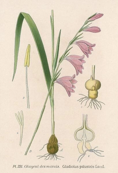 Gladiolus Palustris. MARSH GLADIOLUS
