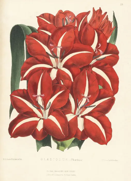 Framed Print : Gladiolus Phoebus variety Framed Print : Gladiolus Phoebus variety