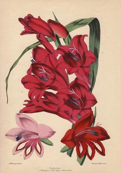Gladiolus varieties: Crimson Wellington, scarlet