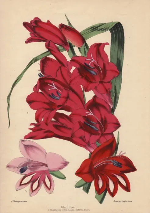 Framed Print : Gladiolus varieties: Crimson Wellington, scarlet Framed Print : Gladiolus varieties: Crimson Wellington, scarlet