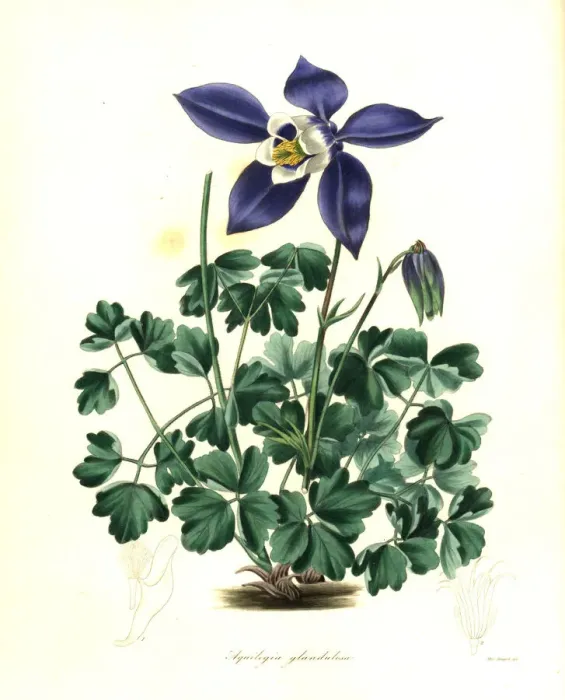 Framed Print : Glandular columbine, Aquilegia glandulosa Framed Print : Glandular columbine, Aquilegia glandulosa