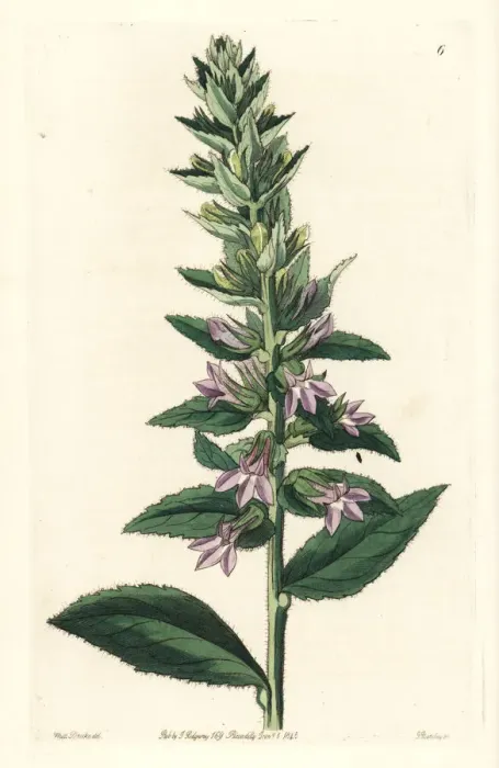 Framed Print : Glandular lobelia, Lobelia glandulosa Framed Print : Glandular lobelia, Lobelia glandulosa