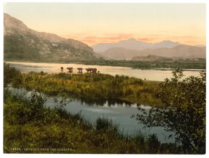 Framed Print : From Glaslyn (cattle study), Snowdon, Wales Framed Print : From Glaslyn (cattle study), Snowdon, Wales