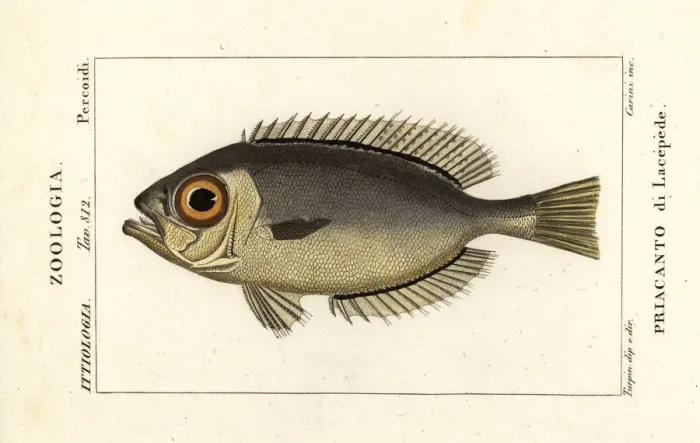 Framed Print : Glasseye bigeyes, Heteropriacanthus cruentatus Framed Print : Glasseye bigeyes, Heteropriacanthus cruentatus