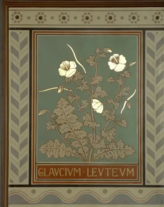 Framed Print : Glaucium leuteum, horned poppy Framed Print : Glaucium leuteum, horned poppy