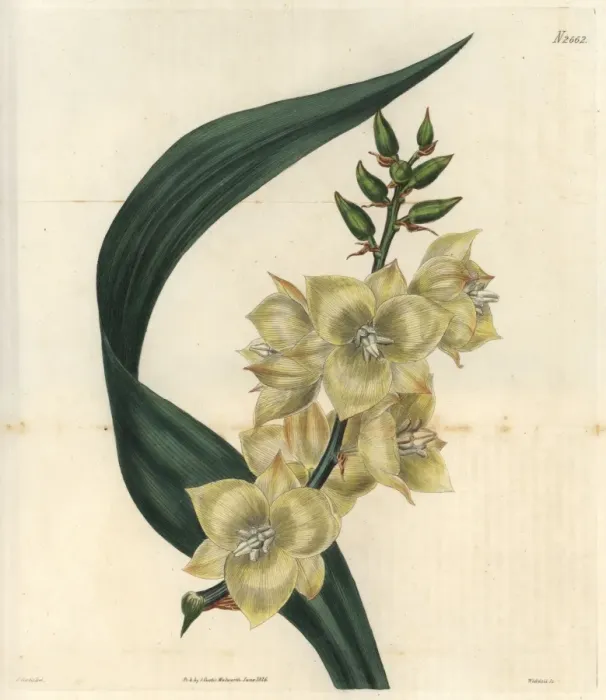 Framed Print : Glaucous-leaved Adams needle with pale yellow Framed Print : Glaucous-leaved Adams needle with pale yellow