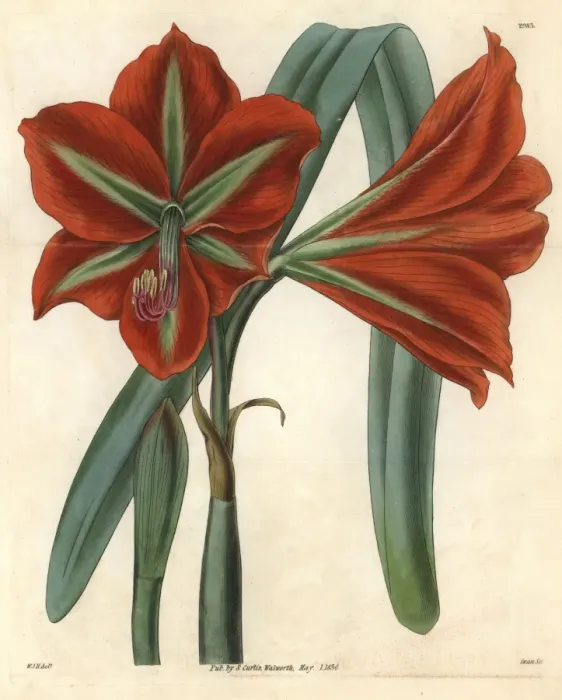 Framed Print : Glaucous-leaved, broad-petaled amaryllis, Amaryllis Framed Print : Glaucous-leaved, broad-petaled amaryllis, Amaryllis