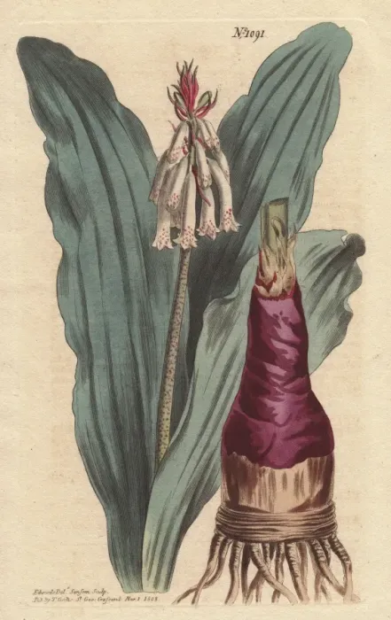 Framed Print : Glaucous-leaved veltheimia, lily from the Cape Framed Print : Glaucous-leaved veltheimia, lily from the Cape