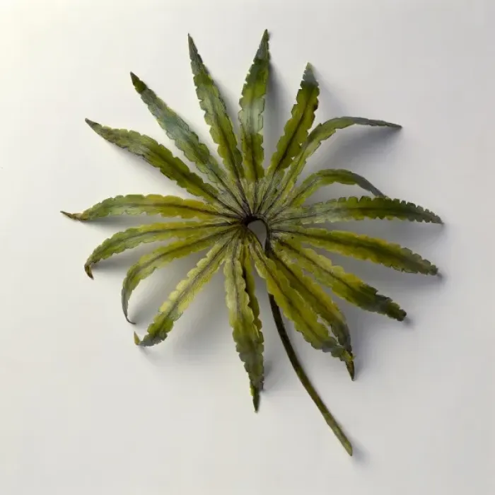 Framed Print : Gleichenites, Late Jurassic fern Framed Print : Gleichenites, Late Jurassic fern