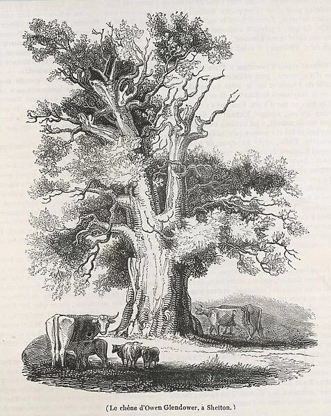 GLENDOWERs OAK 1838