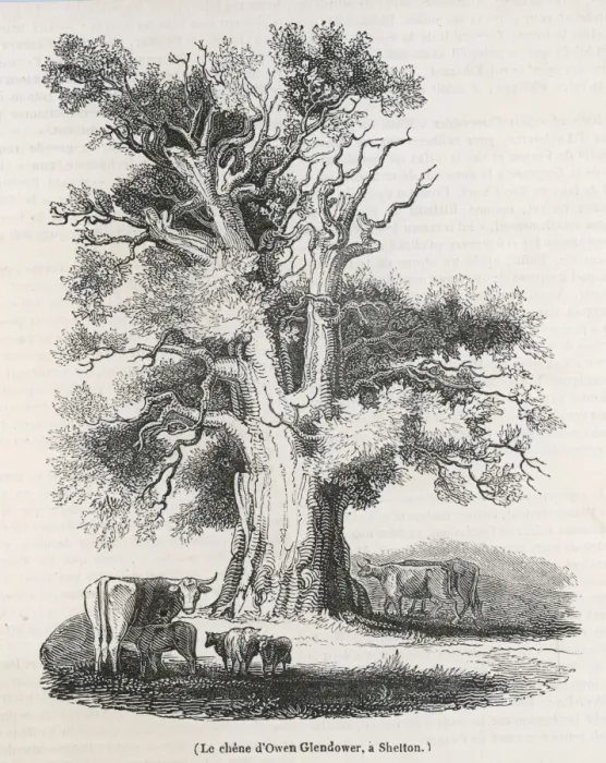 Framed Print : GLENDOWERs OAK 1838 Framed Print : GLENDOWERs OAK 1838