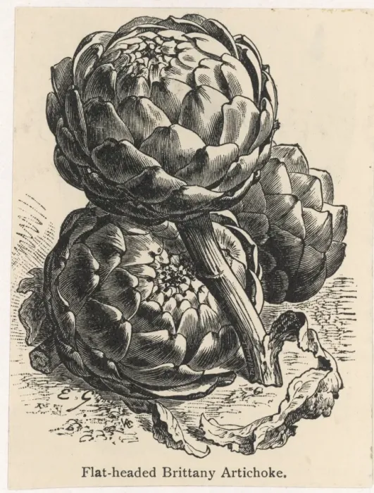 Framed Print : Globe Artichoke Framed Print : Globe Artichoke