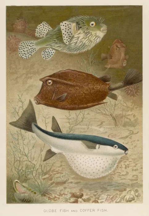 Framed Print : Globe and Coffer Fish Framed Print : Globe and Coffer Fish