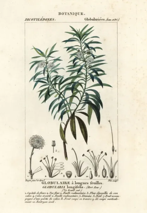 Framed Print : Globe daisy, Globularia salicina