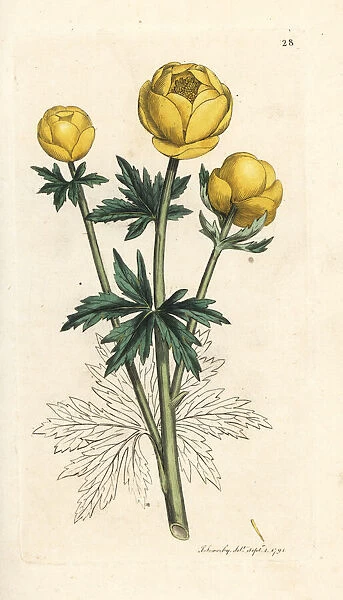 Globe flower, Trollius europaeus