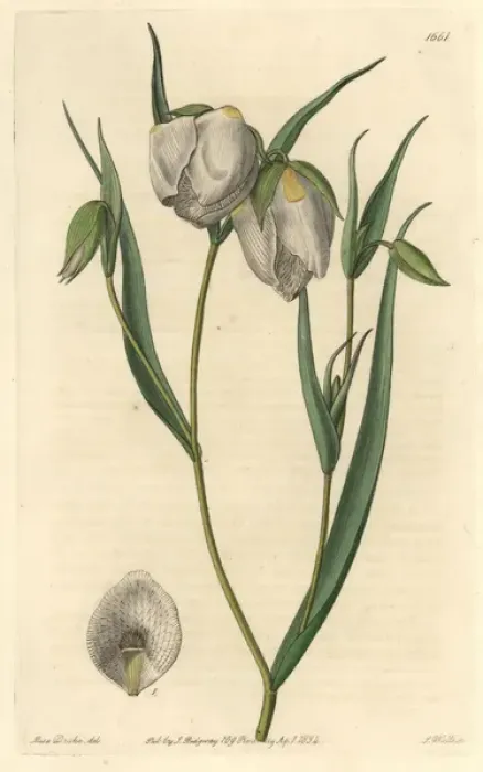 Framed Print : Globe lily, Calochortus albus Framed Print : Globe lily, Calochortus albus