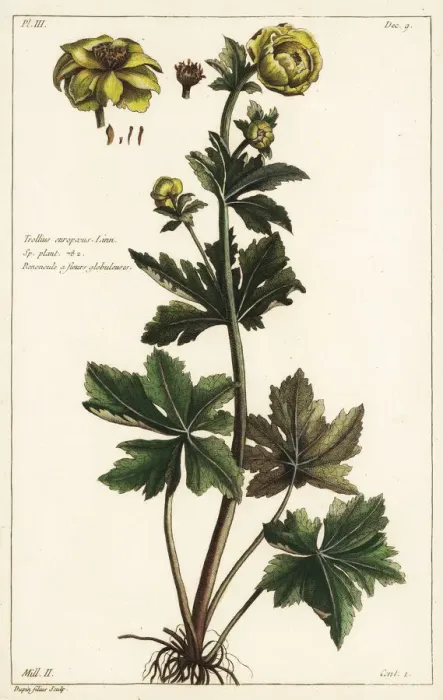 Framed Print : Globeflower, Trollius europaeus Framed Print : Globeflower, Trollius europaeus
