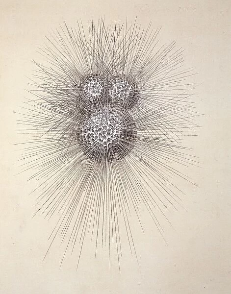 Globigerina. Plate 77 from Voyage of the H.M.S
