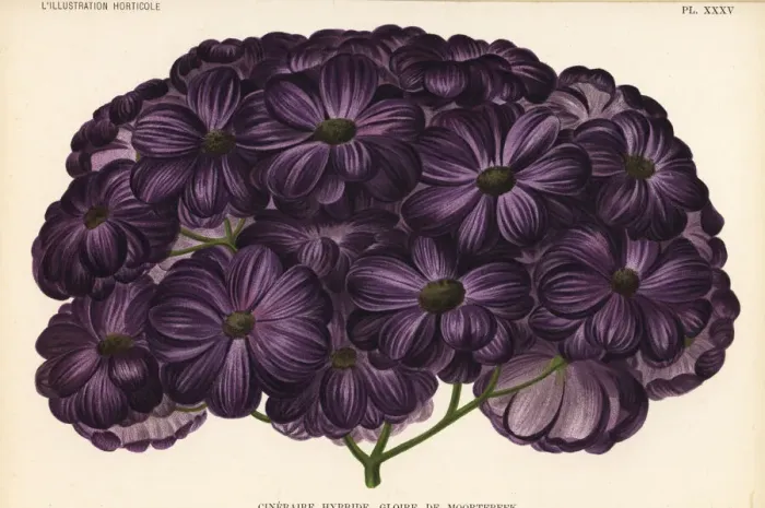Framed Print : Gloire de Moortebeek, Pericallis cruenta hybrid Framed Print : Gloire de Moortebeek, Pericallis cruenta hybrid
