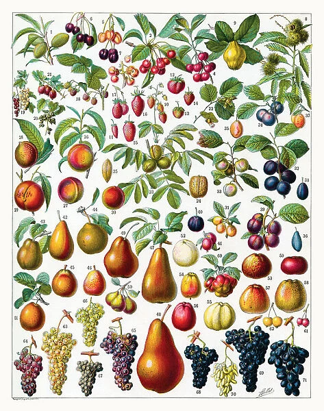 Fruit. Glorious variety of fruit including cherries, peaches, pears, grapes and apples