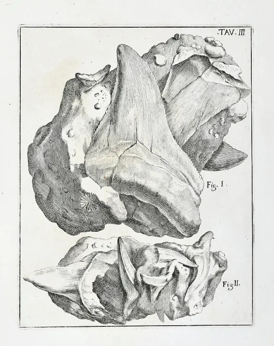 Framed Print : Glossopetrae (Tongue stones) Framed Print : Glossopetrae (Tongue stones)
