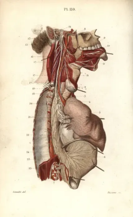 Framed Print : Glossopharyngeal nerve Framed Print : Glossopharyngeal nerve