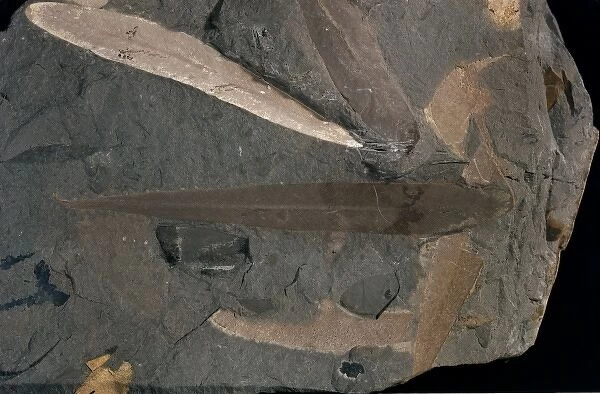 Glossopteris linearis, fossil leaves