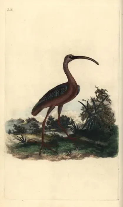 Framed Print : Glossy ibis, Plegadis falcinellus Framed Print : Glossy ibis, Plegadis falcinellus