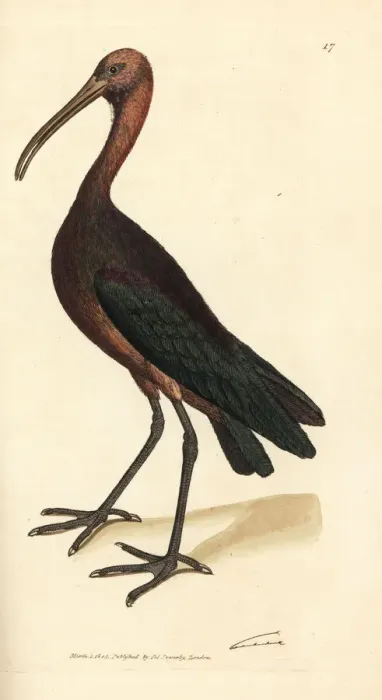 Framed Print : Glossy ibis, Plegadis falcinellus Framed Print : Glossy ibis, Plegadis falcinellus