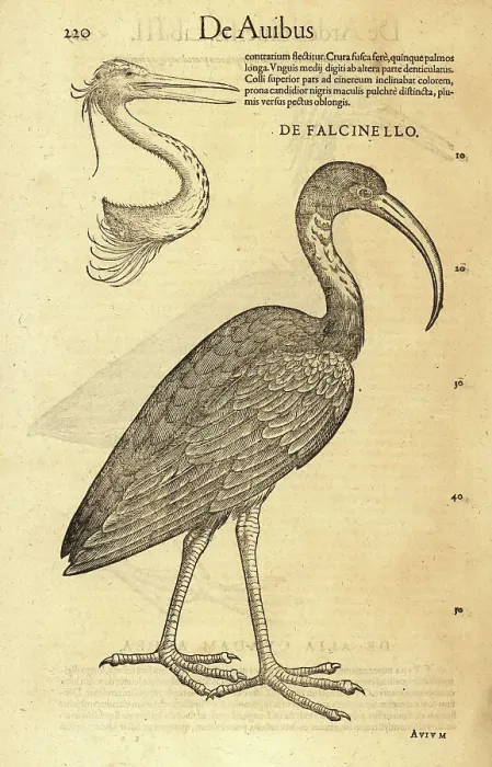 Framed Print : Glossy ibis, Plegadis falcinellus with head of heron Framed Print : Glossy ibis, Plegadis falcinellus with head of heron