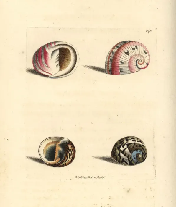 Framed Print : Glossy nerite and feathered nerite sea snails Framed Print : Glossy nerite and feathered nerite sea snails