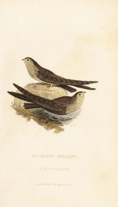 Framed Print : Glossy swiftlet, Collocalia esculenta Framed Print : Glossy swiftlet, Collocalia esculenta