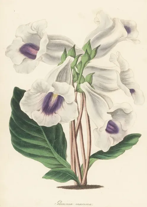 Framed Print : Gloxinia hybrd Framed Print : Gloxinia hybrd