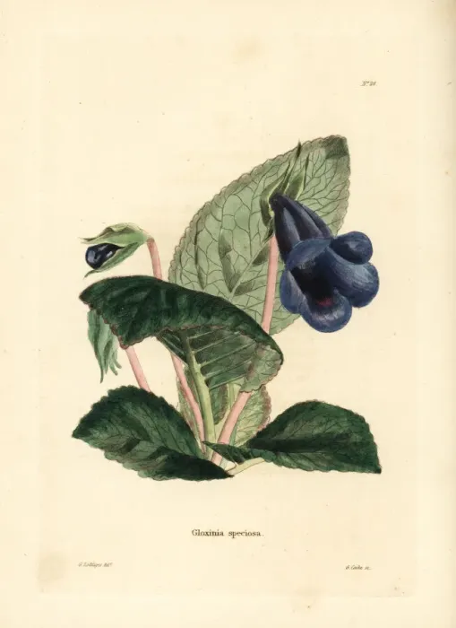 Framed Print : Gloxinia, Sinningia speciosa Framed Print : Gloxinia, Sinningia speciosa