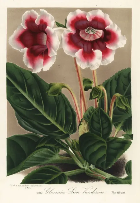 Framed Print : Gloxinia variety, Leon Vandervee, Sinningia speciosa Framed Print : Gloxinia variety, Leon Vandervee, Sinningia speciosa