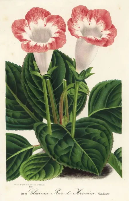 Framed Print : Gloxinia variety, Rose et Hermine, Sinningia speciosa Framed Print : Gloxinia variety, Rose et Hermine, Sinningia speciosa