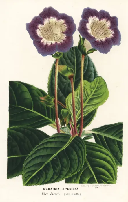 Framed Print : Gloxinia variety, Voie lactee, Sinningia speciosa Framed Print : Gloxinia variety, Voie lactee, Sinningia speciosa