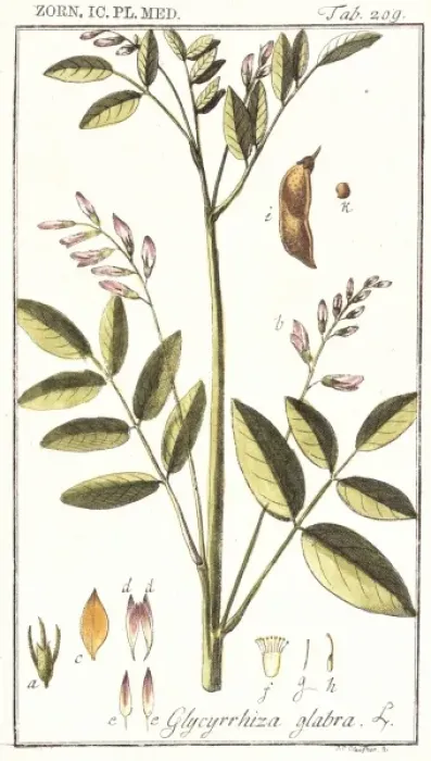 Framed Print : Glycyrrhiza glabra, liquorice Framed Print : Glycyrrhiza glabra, liquorice