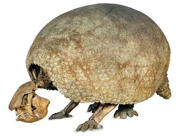 Glyptodon claipes specimen on display in the Central Hall at the Natural History Museum